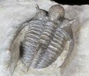 Spiny Cyphaspis Trilobite #62721-3